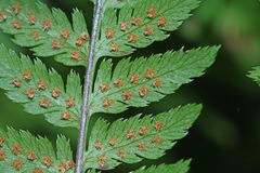 Dryopteris goeringiana