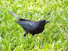 Molothrus bonariensis