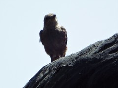 Pyrocephalus rubinus obscurus