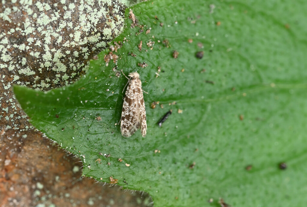 Ceratosticha
