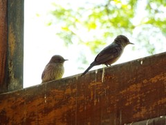 Pyrocephalus rubinus