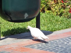 Columba livia domestica