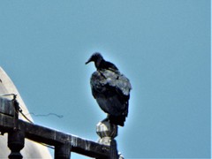 Coragyps atratus