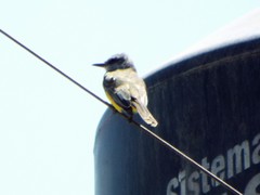 Tyrannus melancholicus