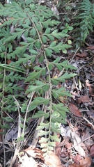 Asplenium praemorsum