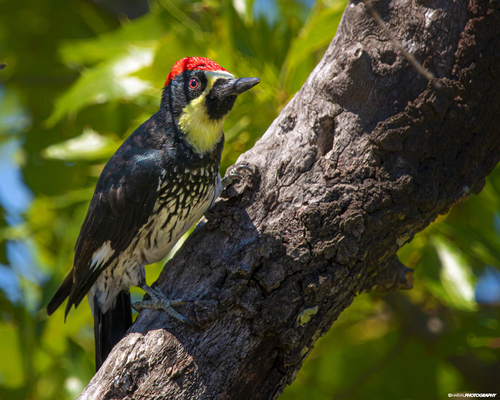 Acorn Woodpecker (Narrow-fronted)
