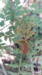 Asplenium praemorsum