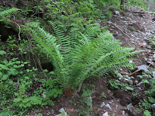 Dryopteris sichotensis iNat (1)