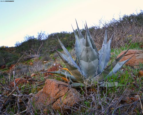 Image of Agave vizcainoensis by (c) MarvalPhotography19, some rights reserved (CC BY)