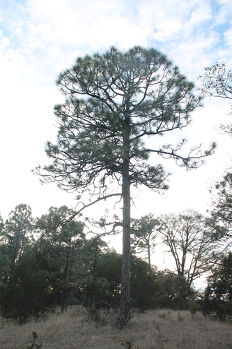 Yécora Pine