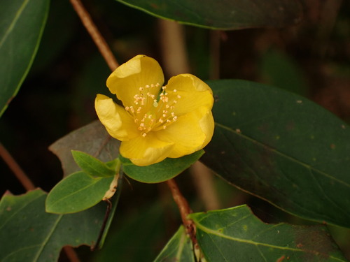 Hypericum geminiflorum