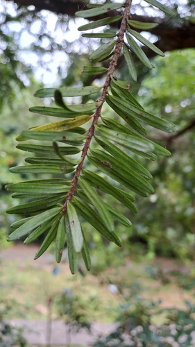 Keteleeria fortunei, photograph 2