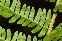 Dryopteris sichotensis
