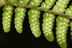 Dryopteris sichotensis