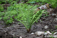 Dryopteris sichotensis