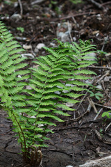 Dryopteris sichotensis