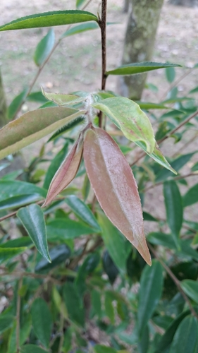 Image of Camellia salicifolia by (c) CYL, some rights reserved (CC BY)