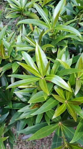 Illicium dunnianum, photograph 6