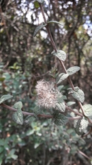 Chromolaena bullata