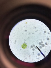 Micrasterias truncata