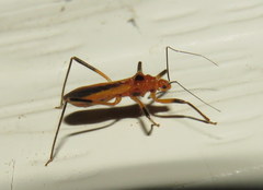 Micropolytoxus hackeri
