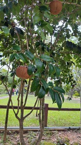 Image of Camellia granthamiana by (c) CYL, some rights reserved (CC BY)