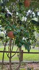 (c) CYL, some rights reserved (CC BY) Camellia granthamiana, photograph (c) CYL, some rights reserved (CC BY)