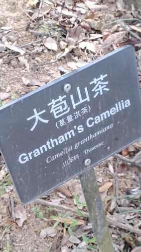 Image of Camellia granthamiana by (c) CYL, some rights reserved (CC BY)