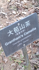 (c) CYL, some rights reserved (CC BY) Camellia granthamiana, photograph (c) CYL, some rights reserved (CC BY)