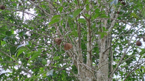 Hong Kong camellia (Camellia hongkongensis)