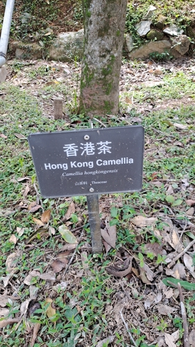Image of Camellia hongkongensis by (c) CYL, some rights reserved (CC BY)