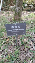 Camellia hongkongensis, photograph (c) CYL, some rights reserved (CC BY)