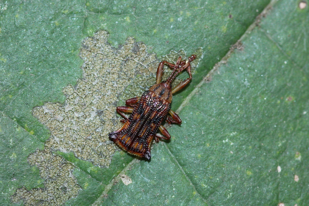 Probaenia variolaris