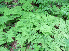 Dryopteris amurensis