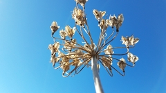 Triteleiopsis palmeri