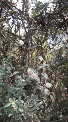 Chromolaena bullata