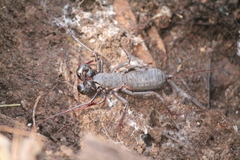 Mastigoproctus vandevenderi
