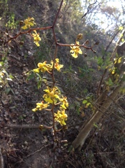 Trichocentrum brachyphyllum