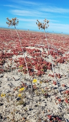 Triteleiopsis palmeri