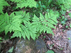 Dryopteris amurensis