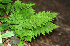 Dryopteris amurensis