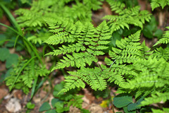 Dryopteris amurensis