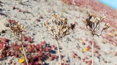 Triteleiopsis palmeri