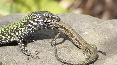 Common Wall Lizard