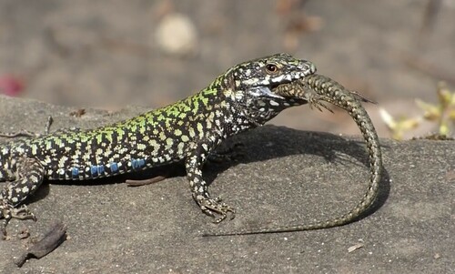 Common Wall Lizard, photo 3 of 7
