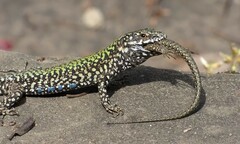 Common Wall Lizard photo 4