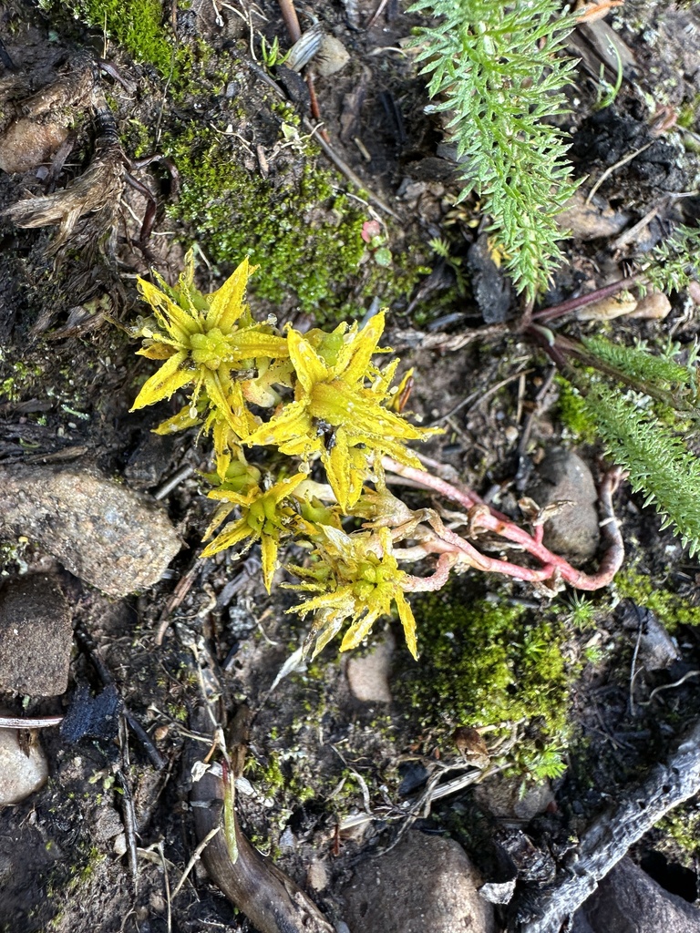 Lanceleaf Stonecrop from Summit County, UT, USA on September 12, 2023 ...