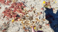 Triteleiopsis palmeri