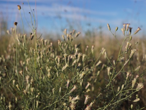 Image of Brickellia leptophylla by (c) Andrew Tree, some rights reserved (CC BY)