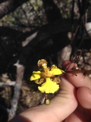 Trichocentrum pendulum